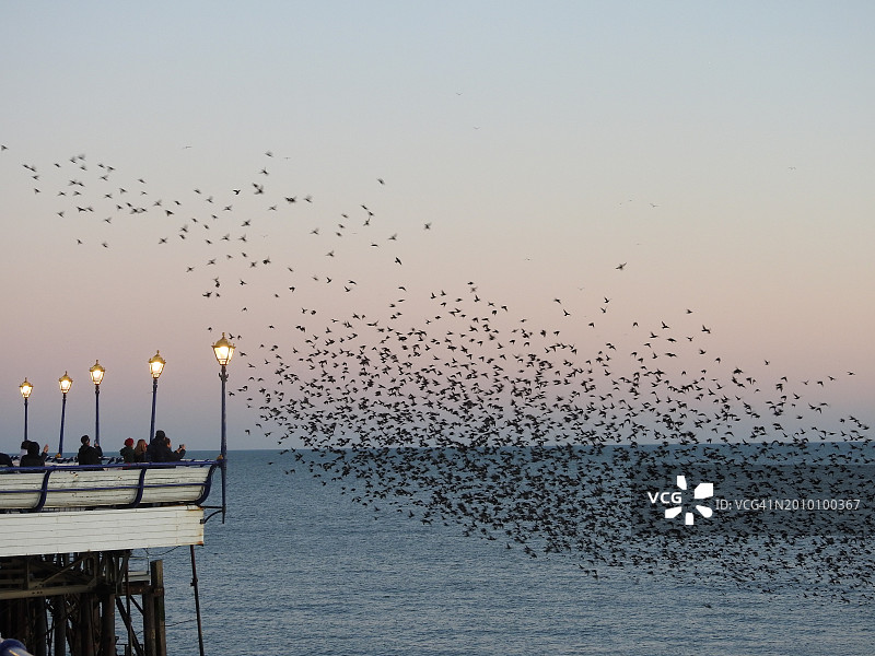 鸟群 - 2023年冬季，英国苏塞克斯郡伊斯特本码头的八哥群图片素材