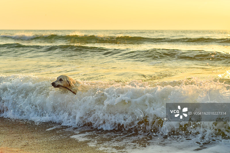 狗狗在日出时于海中游泳，嘴里叼着树枝图片素材