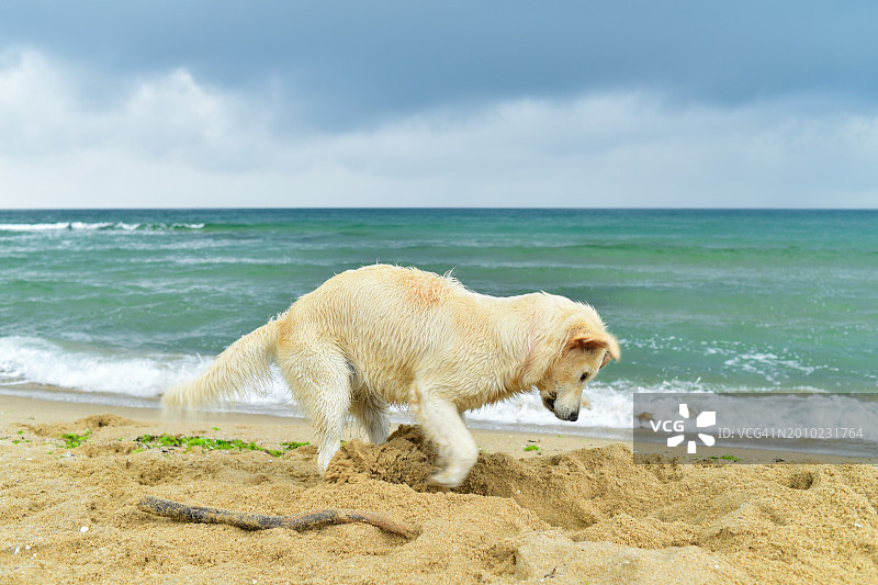 狗狗在沙滩上挖沙，背景是壮丽的天空图片素材