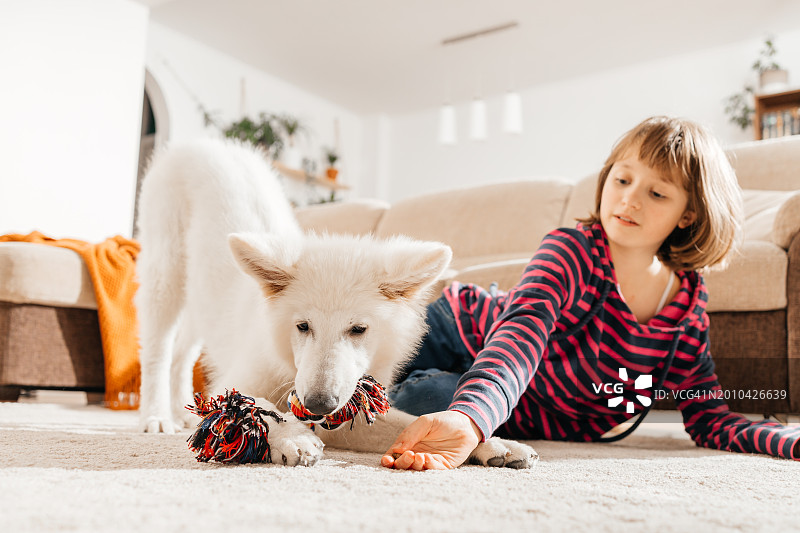 一个女孩和她的白色瑞士牧羊犬在客厅的地板上玩耍。孩子和宠物之间的友谊图片素材