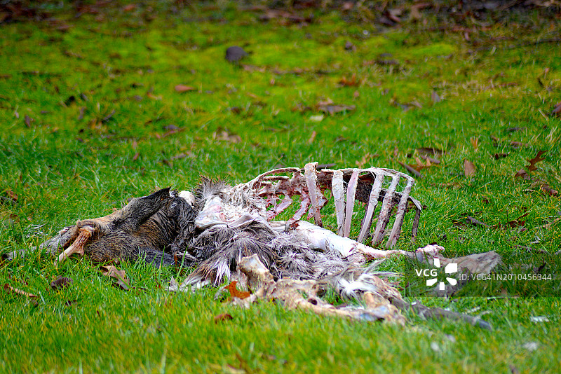 死鹿图片素材