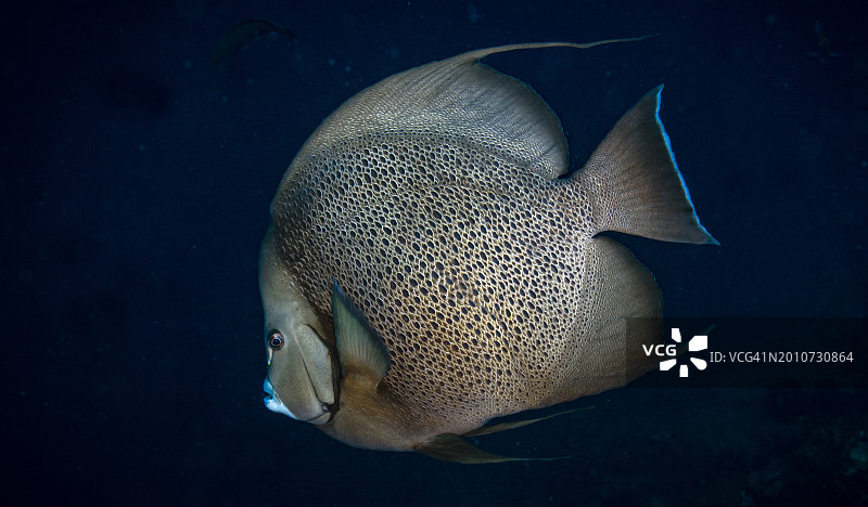 灰色神仙鱼图片素材