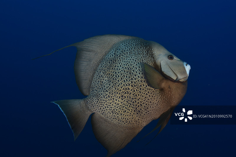 灰色神仙鱼图片素材