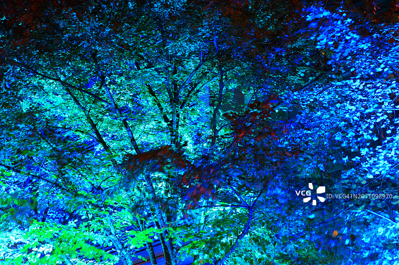 夜晚的灯光树图片素材