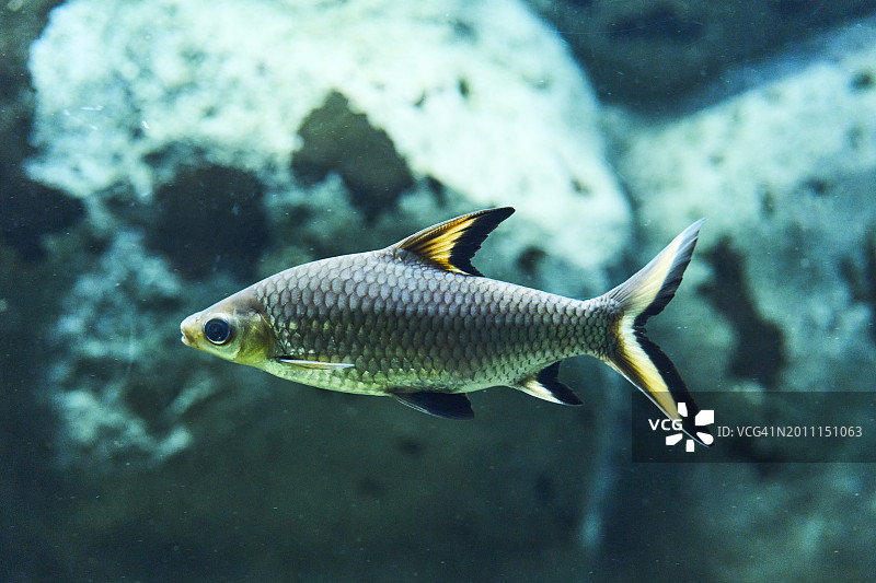 色彩斑斓的鲨鱼在水族馆礁石中游泳，侧面视角图片素材