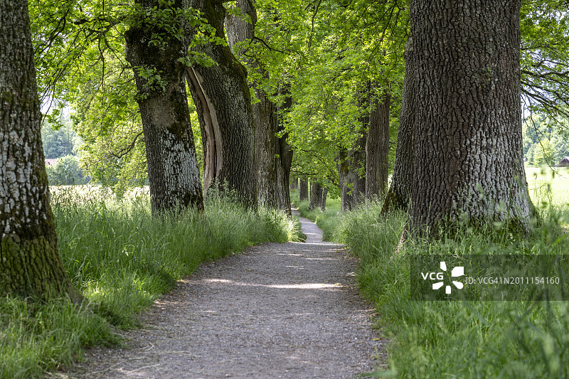德国上巴伐利亚的树木小巷图片素材