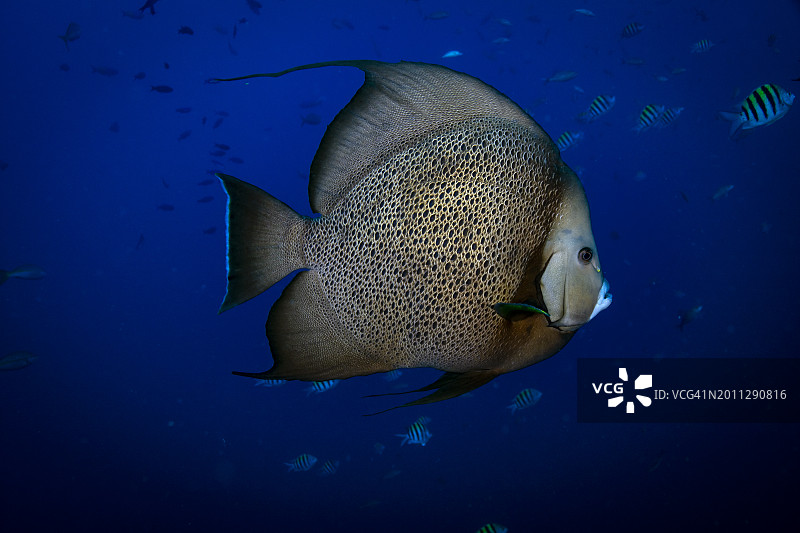 灰色神仙鱼图片素材