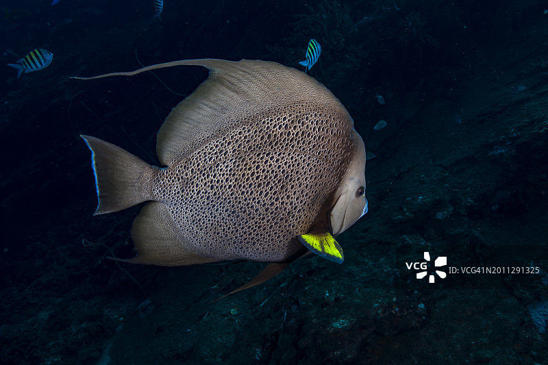 灰色神仙鱼图片素材