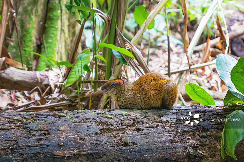 雨林中的大型啮齿动物：刺豚鼠图片素材