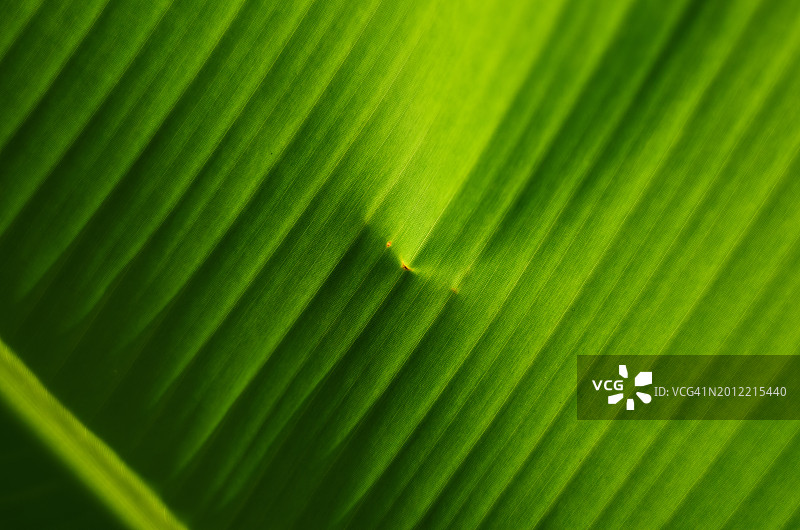 带褶皱的绿色香蕉叶特写背景图片素材