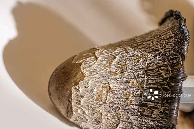 蘑菇纹理特写，自然背景图片素材