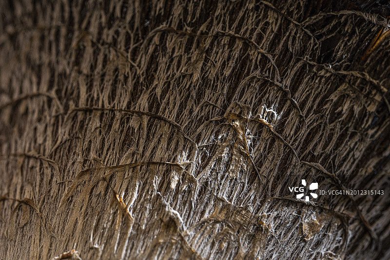 蘑菇纹理特写，自然背景图片素材