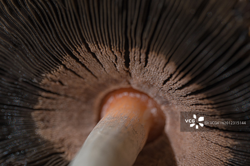 蘑菇纹理特写，自然背景图片素材