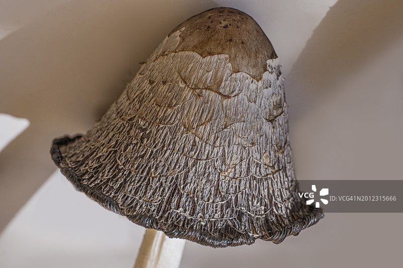 蘑菇纹理特写，自然背景图片素材