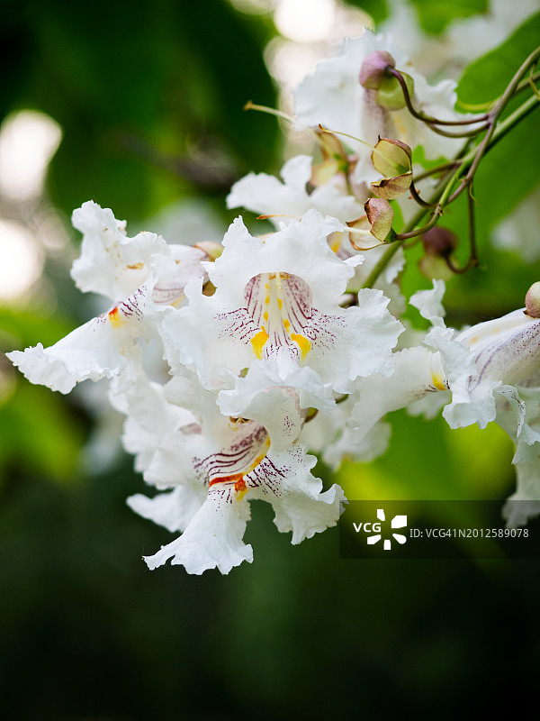 Catalpa树白色钟形花朵在绿色模糊背景下的特写图片素材