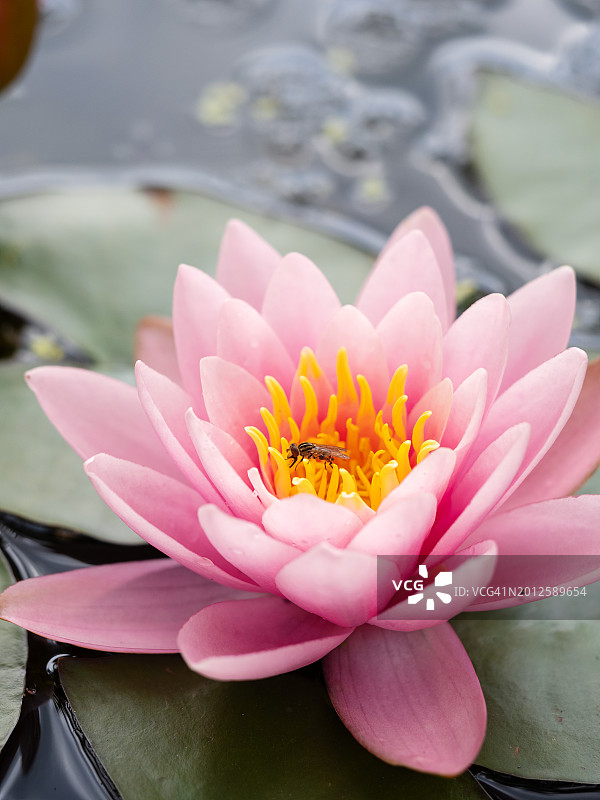池塘中粉色睡莲特写。水面上的粉色荷花图片素材