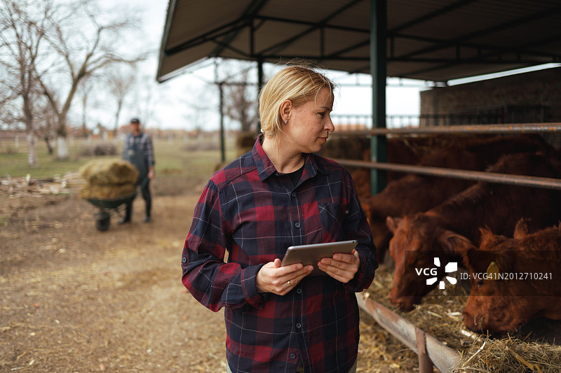 养牛场管理图片素材