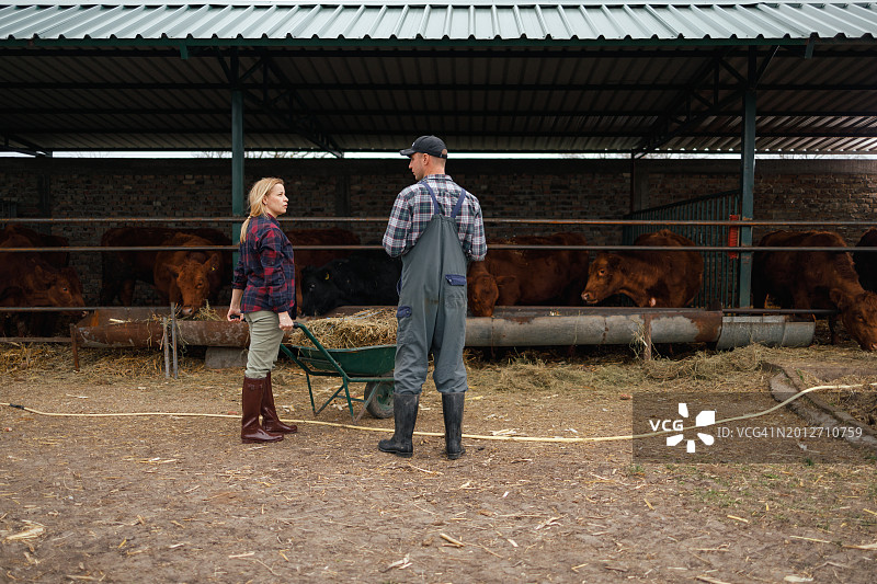 养牛场管理图片素材