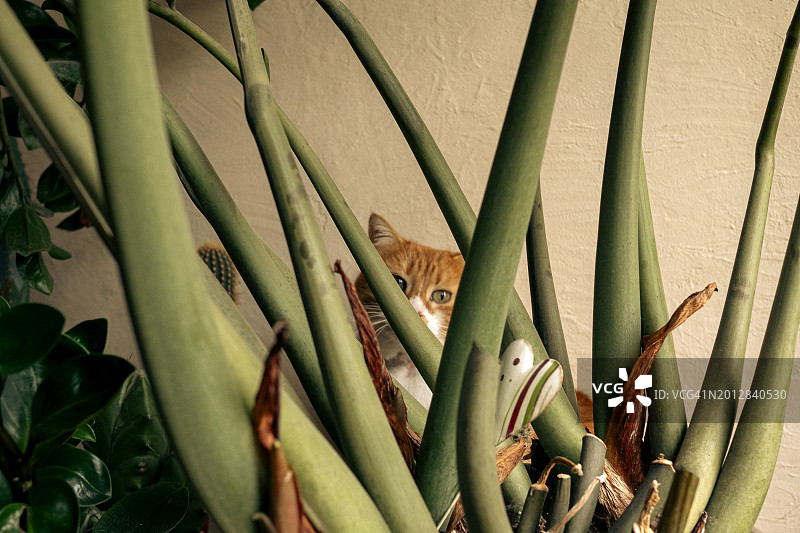 橙色虎斑猫藏在金钱树后面图片素材