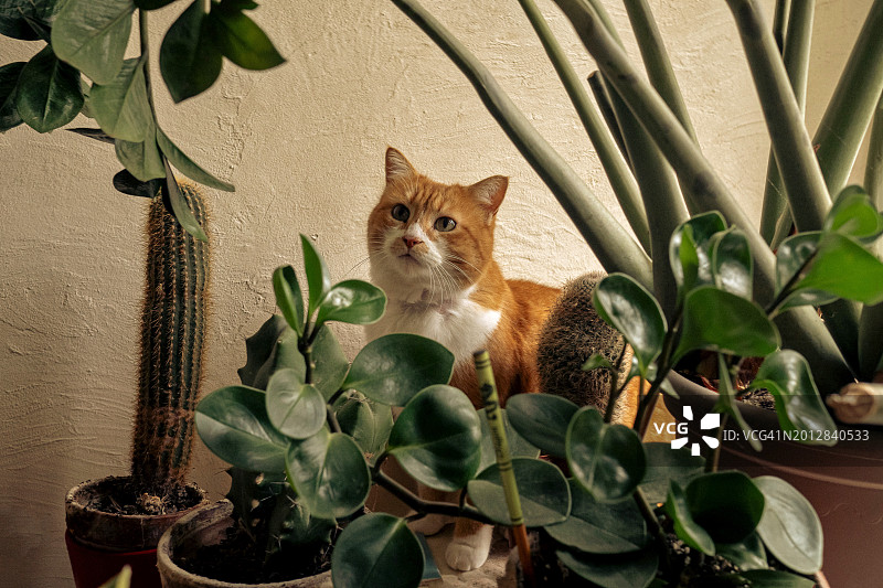 躲在几盆室内植物后面的橘色虎斑猫图片素材