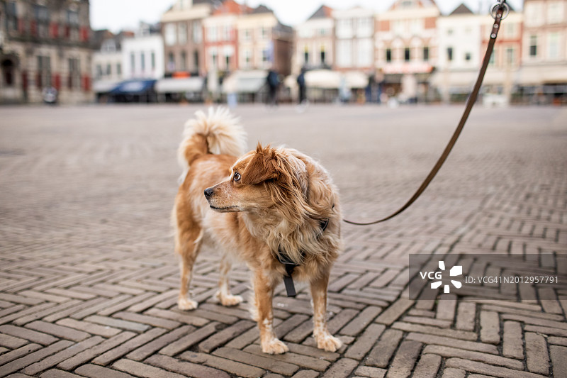 在荷兰代尔夫特牵着宠物狗图片素材