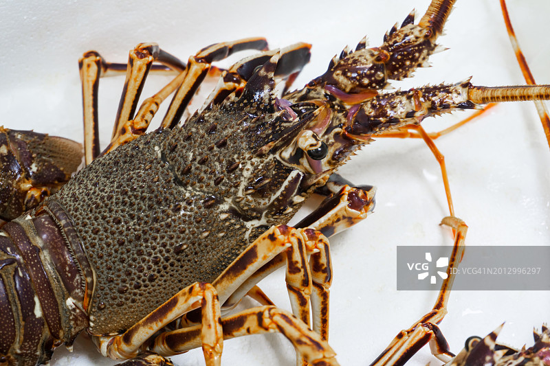 盘中螃蟹特写图片素材