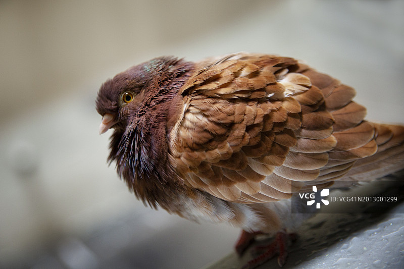 特写：鸣雀图片素材