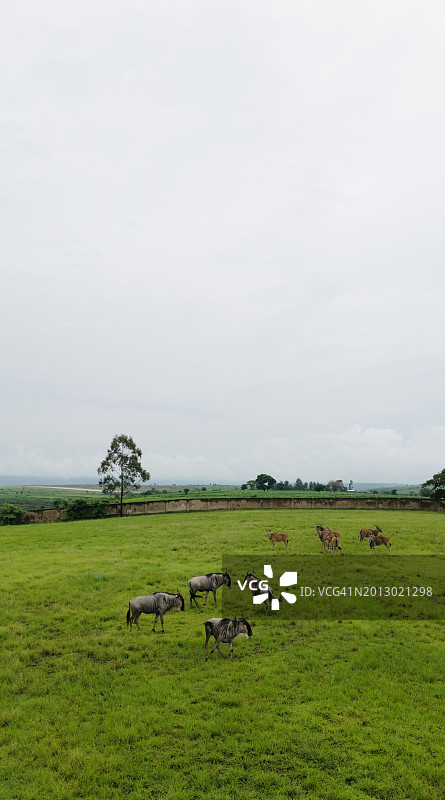 坦桑尼亚姆贝亚田野风光图片素材