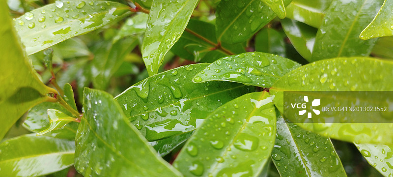 印度尼西亚万丹省色朗雨季湿植物叶子特写图片素材