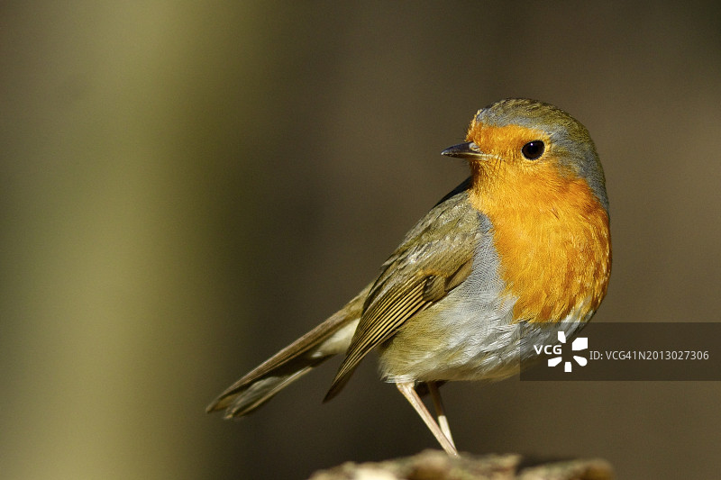 意大利伦巴第瓦雷泽栖息在木头上的知更鸟特写图片素材