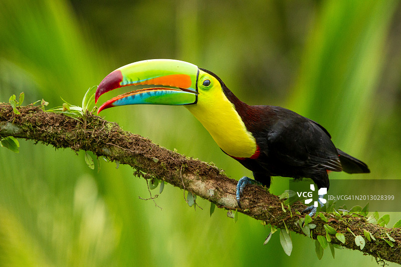 犀鸟栖息在树枝上的特写图片素材