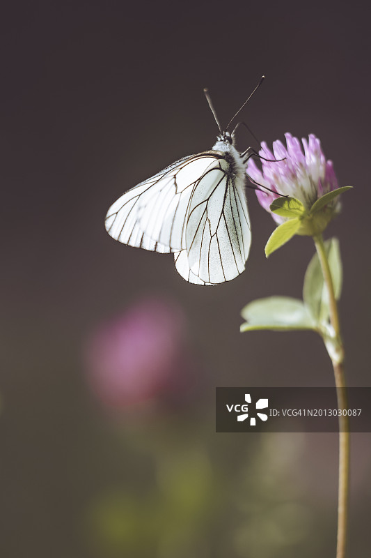 蝴蝶在紫色花朵上授粉的特写图片素材