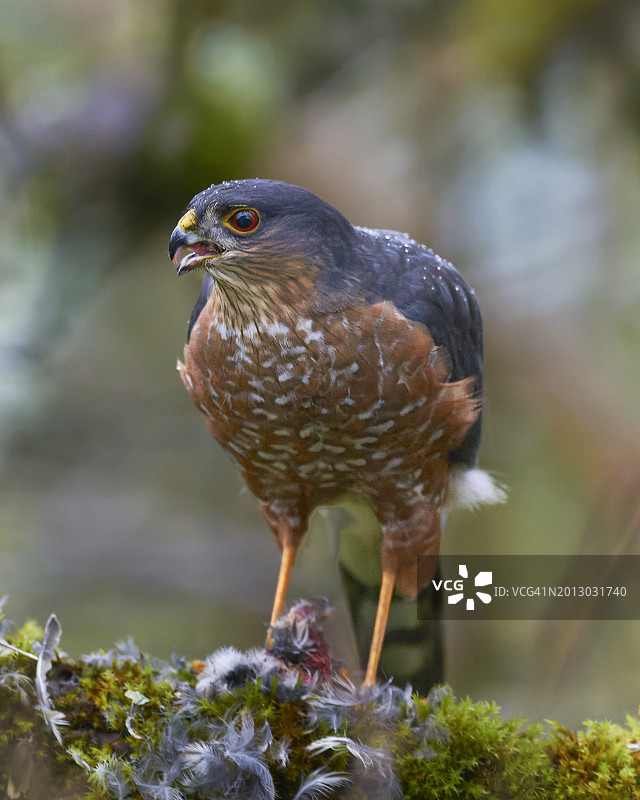栖息在岩石上的鹰的特写图片素材