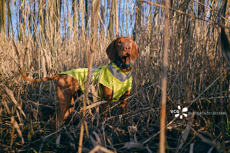 在田野上站立的指示犬肖像图片素材