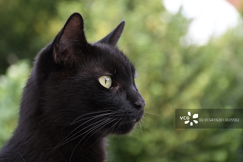 黑猫的特写，奥地利图片素材