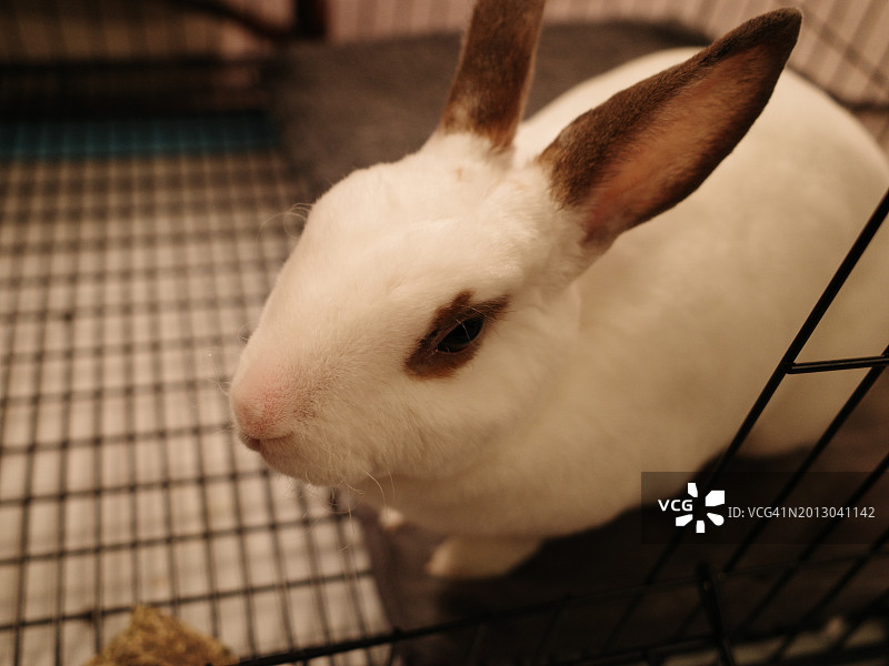 兔子的特写，美国新泽西州霍博肯图片素材
