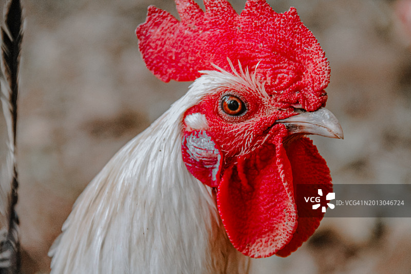 公鸡特写图片素材