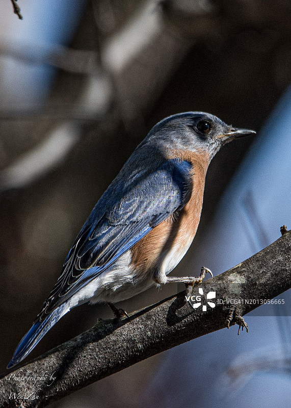 美国马里兰州克拉克斯堡树枝上的鸣叫旋木雀特写图片素材