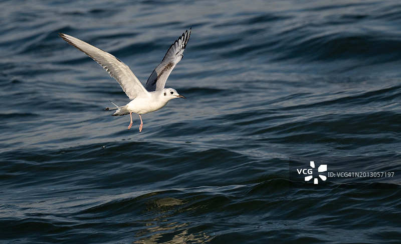 美国新泽西州巴内加特灯塔海鸥飞翔特写图片素材