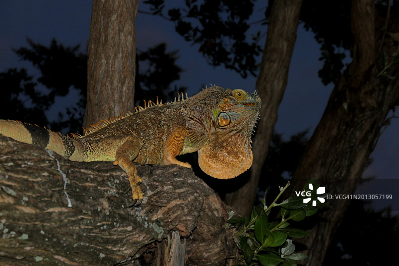 树干上的鬣蜥特写图片素材
