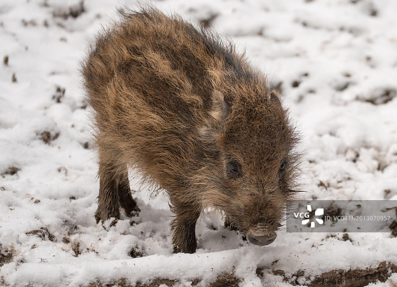 瑞士雪地上的刺猬特写图片素材