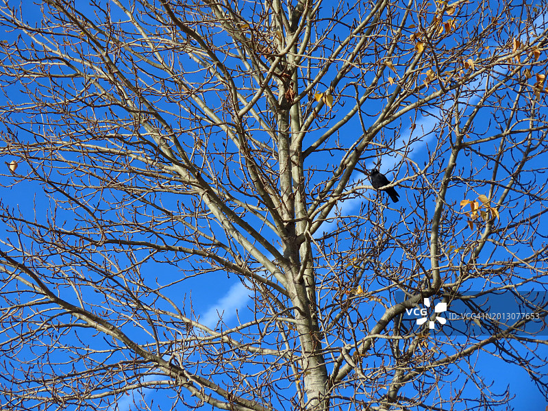 蓝天下光秃的树木仰视图片素材