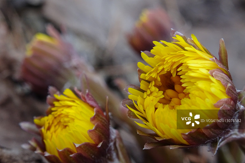 黄色开花植物特写图片素材
