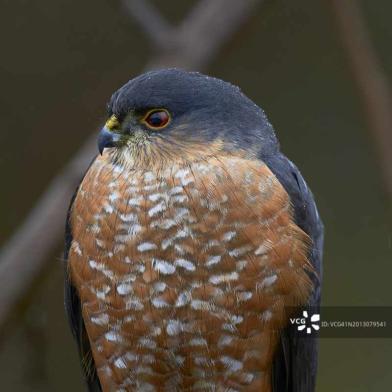 掠食鹰栖息在美国俄勒冈州科瓦利斯户外的特写图片素材