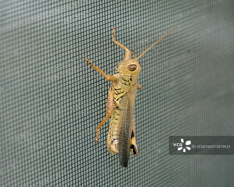 围栏上的蜥蜴特写，美国俄克拉荷马州塔尔萨图片素材