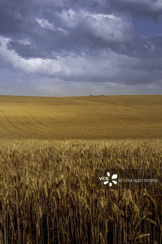 蓝天映衬下的农田美景图片素材