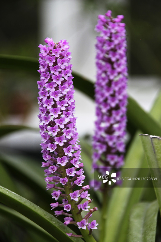 美国纽约州紫色植物特写图片素材