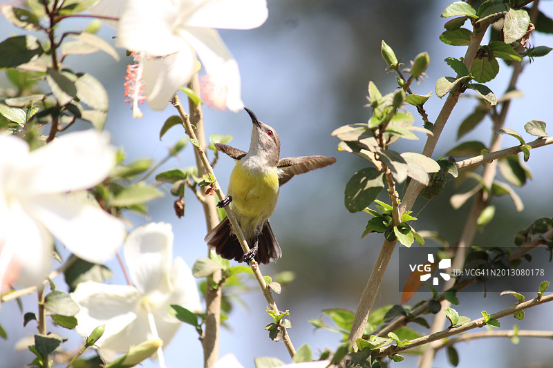 蜂鸟栖息在树上的特写图片素材