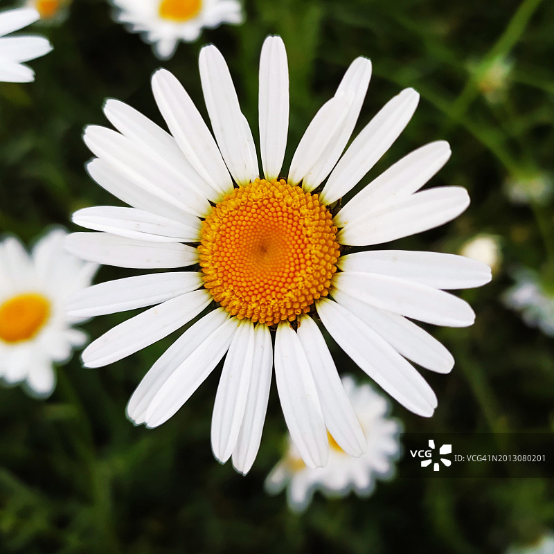 白色雏菊花朵特写，美国图片素材