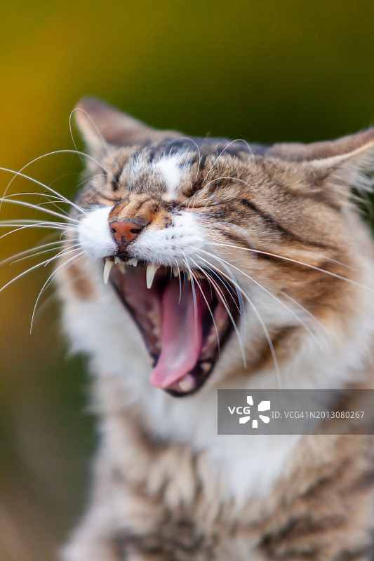 猫咪打哈欠的特写，法国图片素材